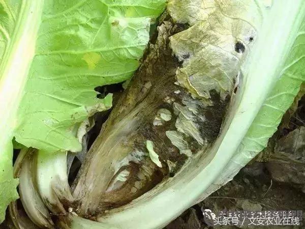 大白菜常见病害图谱,大白菜病害图解大全