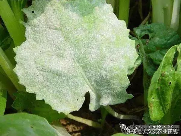大白菜常见病害图谱,大白菜病害图解大全