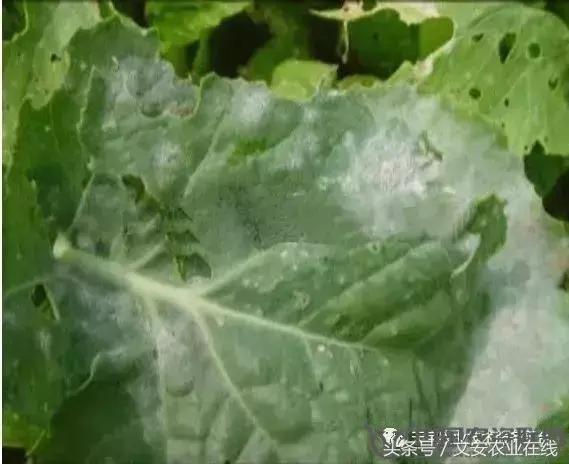 大白菜常见病害图谱,大白菜病害图解大全