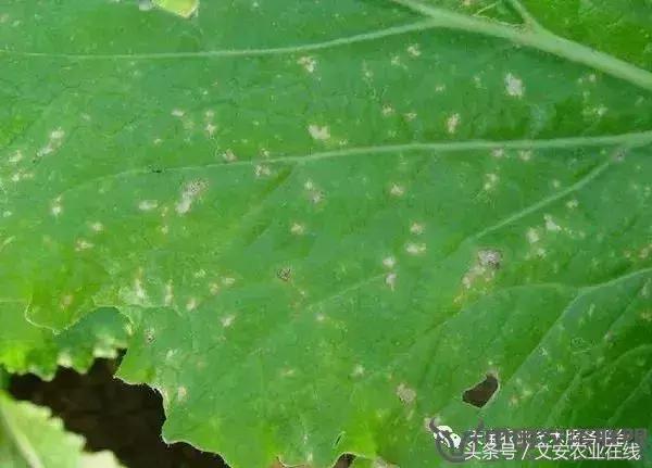 大白菜常见病害图谱,大白菜病害图解大全