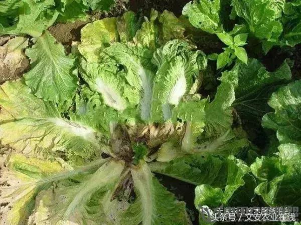 大白菜常见病害图谱,大白菜病害图解大全