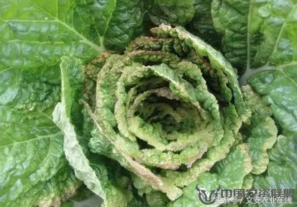 大白菜常见病害图谱,大白菜病害图解大全
