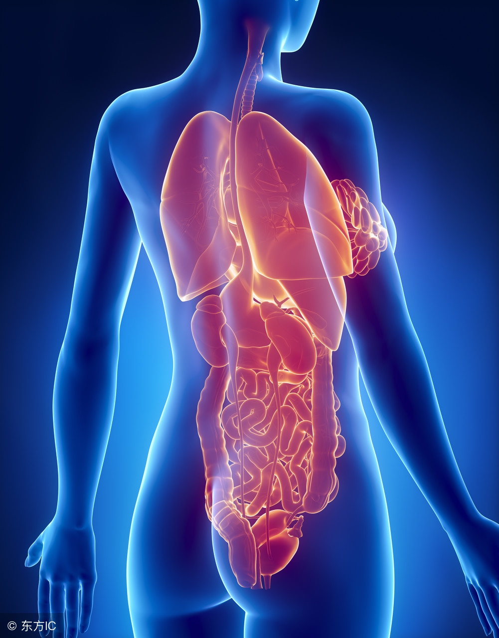 肚子疼都是哪里的问题图,肚子疼到底是哪里痛