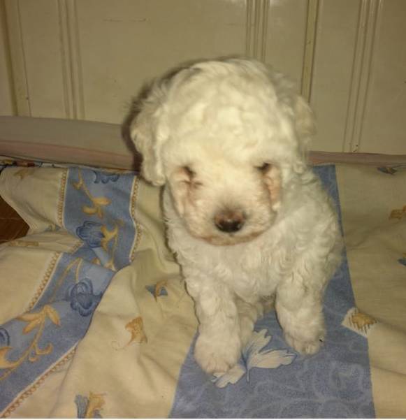 比熊和柯基的日常生活,比熊柯基真正认主人的表现