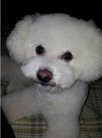 比熊和柯基的日常生活,比熊柯基真正认主人的表现