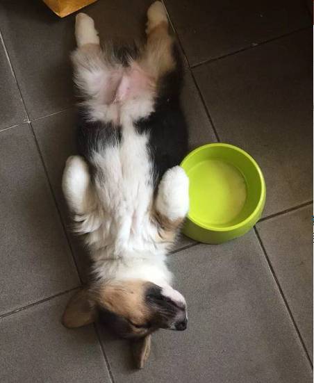 比熊和柯基的日常生活,比熊柯基真正认主人的表现