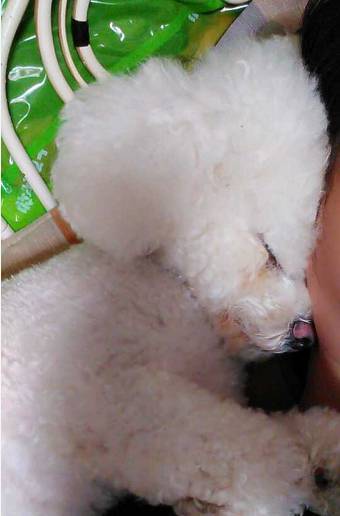 比熊和柯基的日常生活,比熊柯基真正认主人的表现