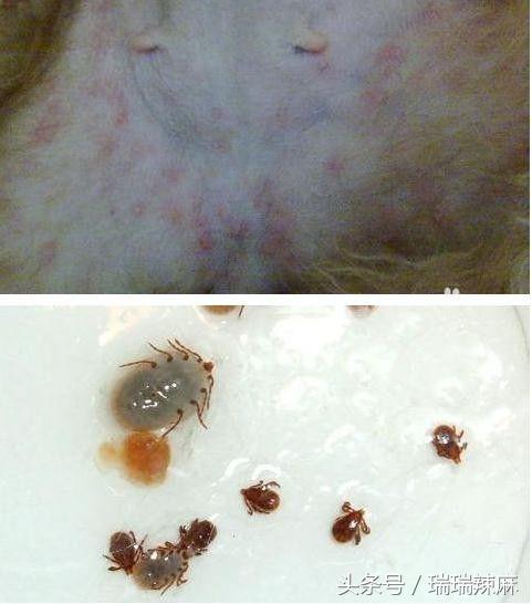 新手养狗狗焦虑怎么办,新手养狗狗狗坏习惯纠正方法