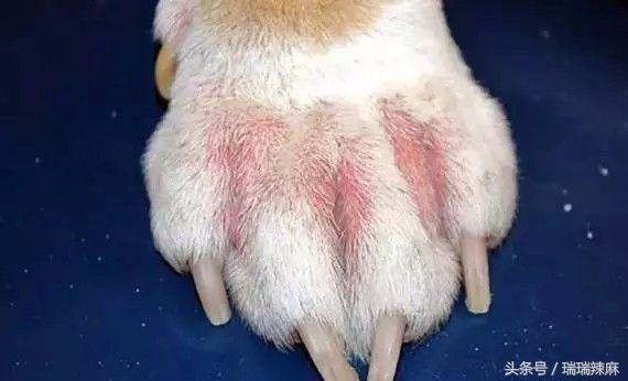 新手养狗狗焦虑怎么办,新手养狗狗狗坏习惯纠正方法