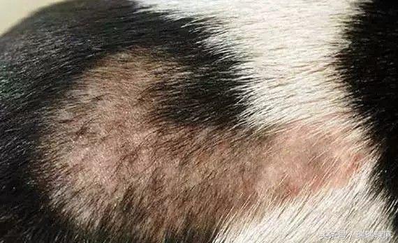 新手养狗狗焦虑怎么办,新手养狗狗狗坏习惯纠正方法