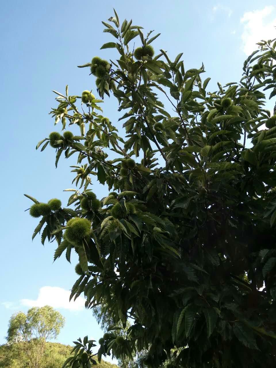 合伙创业说好的股权变成分红,说好的投资不想合伙投资了怎么办