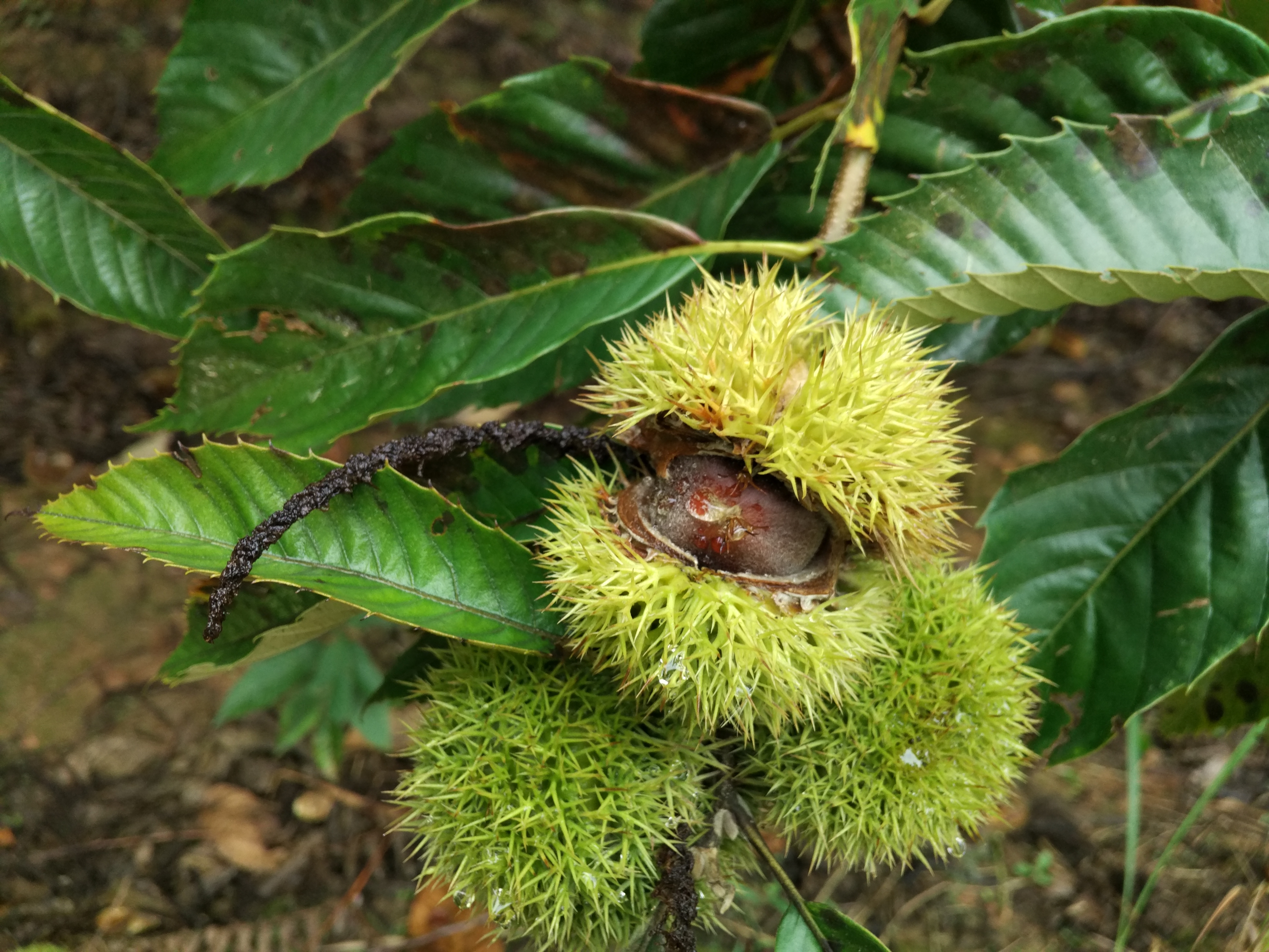 合伙创业说好的股权变成分红,说好的投资不想合伙投资了怎么办