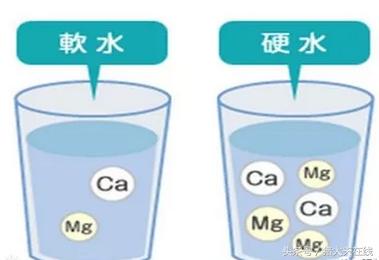 母猪石灰尿的解决办法,母猪拉石灰尿症状
