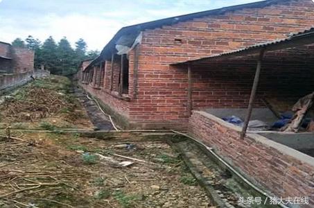 母猪石灰尿的解决办法,母猪拉石灰尿症状