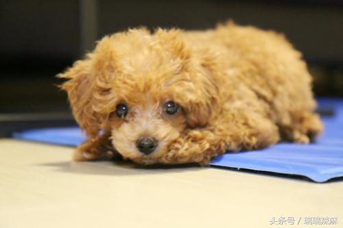 小泰迪吃自己拉的东西怎么办,泰迪吃自己拉的臭臭会有什么后果