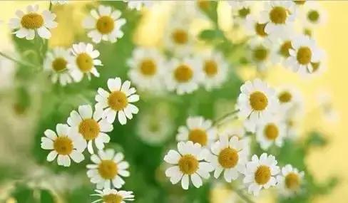 世界各国国花国鸟国树,世界各国的国花完整版