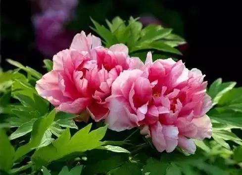 世界各国国花国鸟国树,世界各国的国花完整版