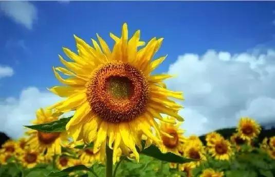 世界各国国花国鸟国树,世界各国的国花完整版