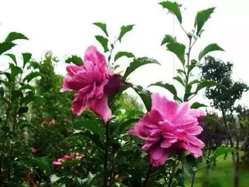 世界各国国花国鸟国树,世界各国的国花完整版