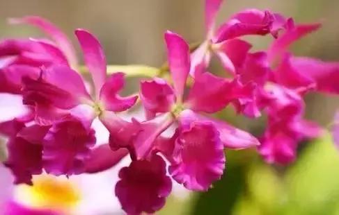 世界各国国花国鸟国树,世界各国的国花完整版