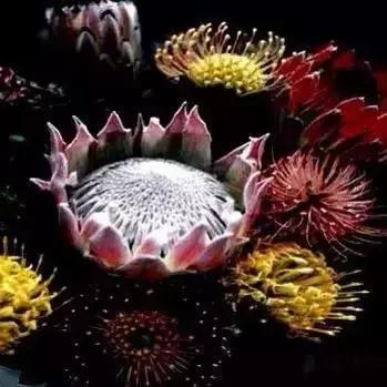 世界各国国花国鸟国树,世界各国的国花完整版