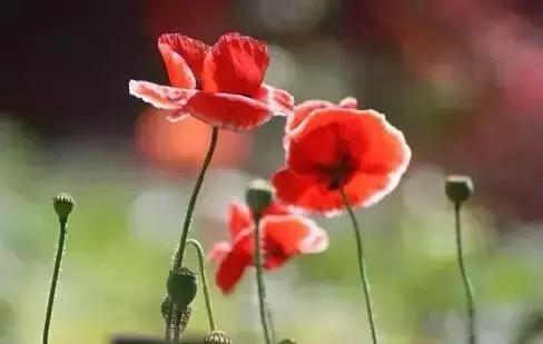 世界各国国花国鸟国树,世界各国的国花完整版