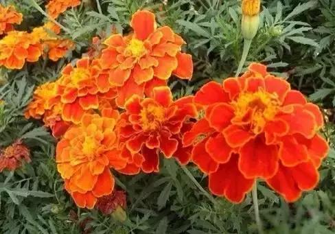 世界各国国花国鸟国树,世界各国的国花完整版