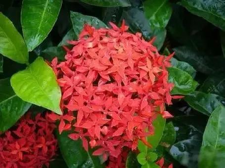 世界各国国花国鸟国树,世界各国的国花完整版