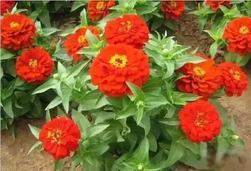 世界各国国花国鸟国树,世界各国的国花完整版