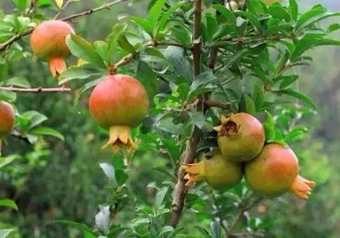 世界各国国花国鸟国树,世界各国的国花完整版