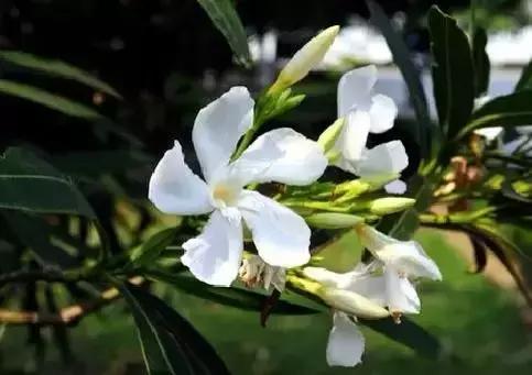 世界各国国花国鸟国树,世界各国的国花完整版