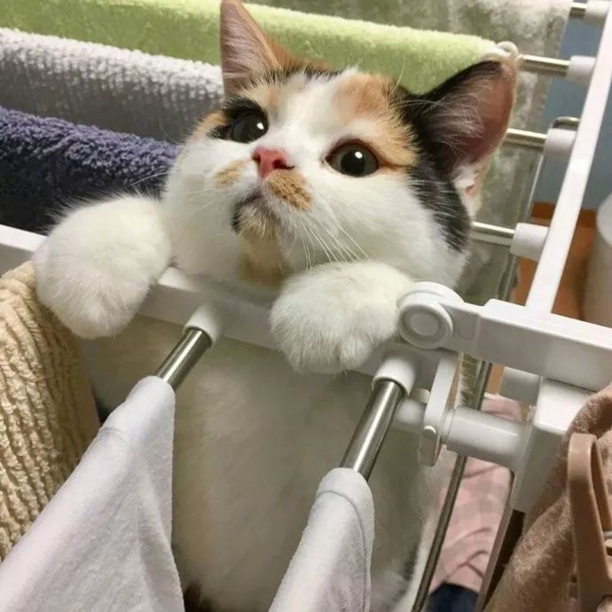 “如果被萌坏了，我帮你叫110救护车！”