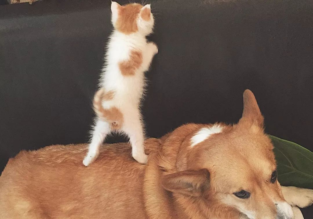 “如果被萌坏了，我帮你叫110救护车！”