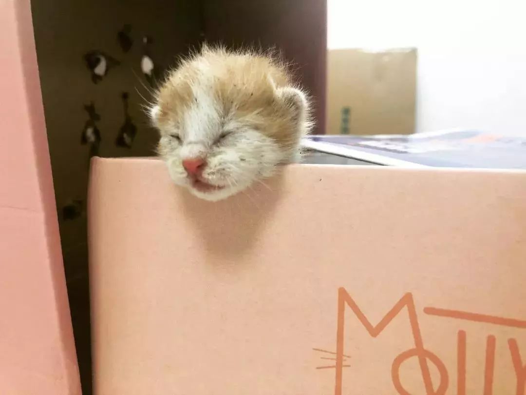 “如果被萌坏了，我帮你叫110救护车！”