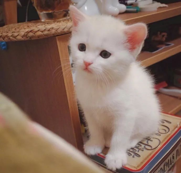 “如果被萌坏了，我帮你叫110救护车！”