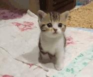 “如果被萌坏了，我帮你叫110救护车！”