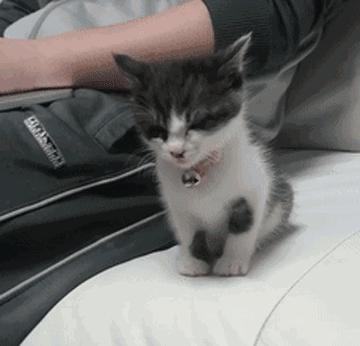 “如果被萌坏了，我帮你叫110救护车！”