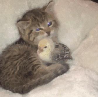 “如果被萌坏了，我帮你叫110救护车！”