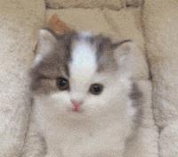 “如果被萌坏了，我帮你叫110救护车！”