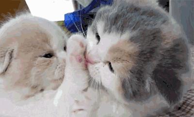 “如果被萌坏了，我帮你叫110救护车！”