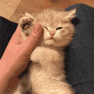 “如果被萌坏了，我帮你叫110救护车！”