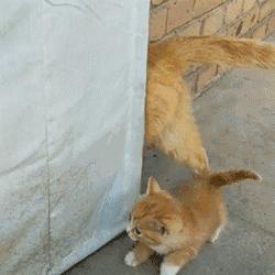 “如果被萌坏了，我帮你叫110救护车！”