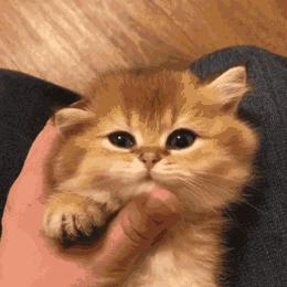 “如果被萌坏了，我帮你叫110救护车！”