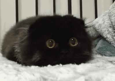 “如果被萌坏了，我帮你叫110救护车！”