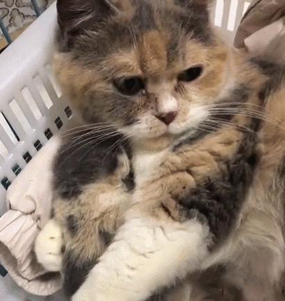 “如果被萌坏了，我帮你叫110救护车！”