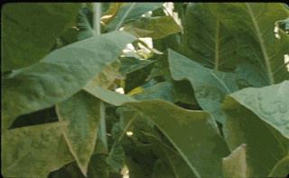 让我帮你把眼泪擦干吧,帮你把眼泪擦干