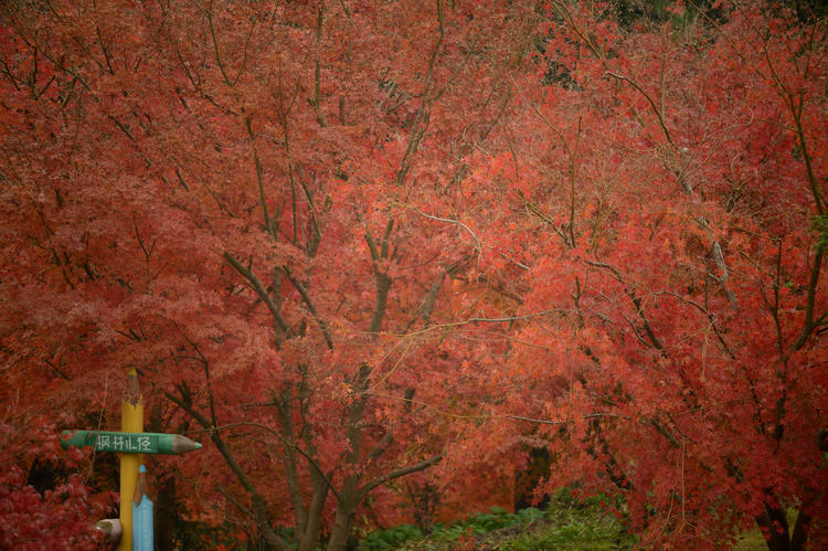 看看粉黛乱子草有多惊艳,粉黛乱子草被踩秃