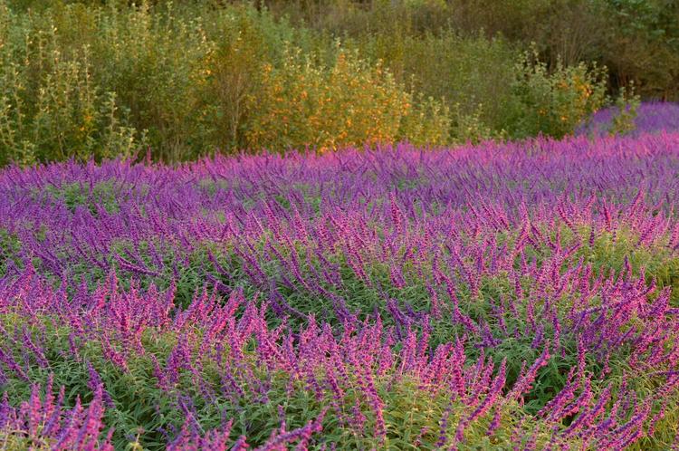 看看粉黛乱子草有多惊艳,粉黛乱子草被踩秃