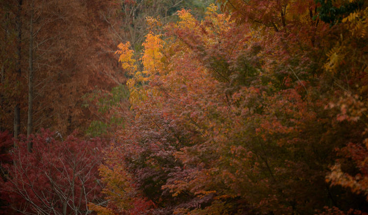看看粉黛乱子草有多惊艳,粉黛乱子草被踩秃