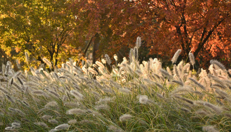 看看粉黛乱子草有多惊艳,粉黛乱子草被踩秃